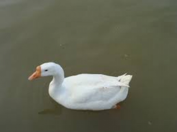 &Omicron;&Tau;&Alpha;&Nu; &Tau;&Omicron; &Kappa;&Rho;&Alpha;&Tau;&Omicron;&Sigma; &Pi;&Omicron;&Iota;&Epsilon;&Iota; &Tau;&Eta;&Nu; &Nu;&Eta;&Sigma;&Sigma;&Alpha; (&Omicron;&Sigma;&Omicron;&Iota; &Pi;&Eta;&Gamma;&Alpha;&Iota;&Nu;&Omicron;&Upsilon;&Nu; &Alpha;&Kappa;&Omicron;&Mu;&Eta; &Gamma;&Eta;&Pi;&Epsilon;&Delta;&Omicron; &Tau;&Omicron; &Kappa;&Alpha;&Nu;&Omicron;&Upsilon;&Nu; &Mu;&Epsilon; &Delta;&Iota;&Kappa;&Eta; &Tau;&Omicron;&Upsilon;&Sigma; &Epsilon;&Upsilon;&Theta;&Upsilon;&Nu;&Eta;)