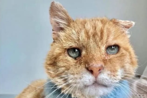 &Pi;&Epsilon;&Rho;&Iota; &Tau;&Omega;&Nu; &Delta;&Iota;&Alpha;&Iota;&Tau;&Eta;&Tau;&Iota;&Kappa;&Omega;&Nu; &Pi;&Alpha;&Rho;&Alpha;&Pi;&Omicron;&Nu;&Omega;&Nu; &Tau;&Omega;&Nu; &laquo;BIG 4&raquo; (&Theta;&Alpha; &Beta;&Alpha;&Lambda;&Omega; &Tau;&Eta; &Gamma;&Alpha;&Tau;&Alpha; &Mu;&Omicron;&Upsilon; &Nu;&Alpha; &Kappa;&Lambda;&Alpha;&Iota;&Epsilon;&Iota;)